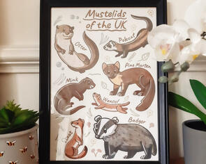 Mustelids of the UK Poster